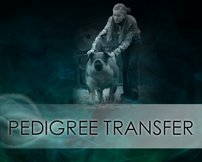 Pedigree Transfer