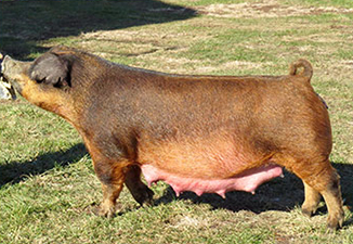BROWN PIG BELT BUCKLE NEW DUROC