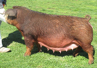 BROWN PIG BELT BUCKLE NEW DUROC